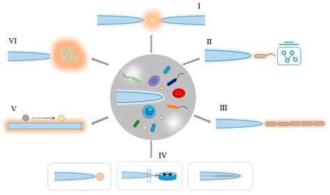 Optical Fiber Tweezers: A Versatile Tool for Optical Trapping and ...