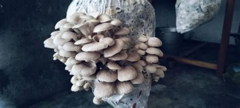 Oyster Mushroom Cultivation Using Large Cardamom Residue: A Waste to ...