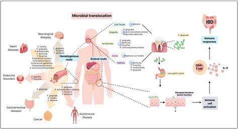 Oral Microbiome: A Review of Its Impact on Oral and Systemic Health