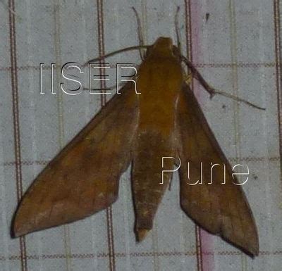 Ramana Athreya @ IISER-Pune : Sphingid Species Notes