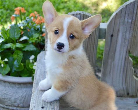 What Does A Full Grown Corgi Look Like at Douglas Reddin blog