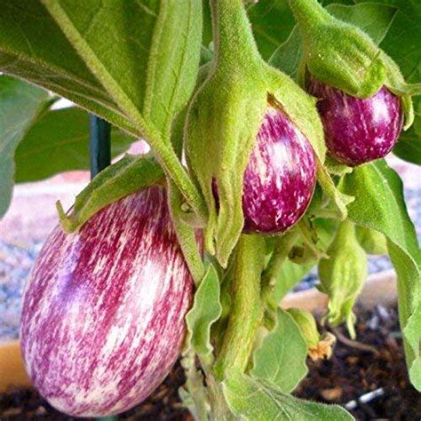 Buy Brinjal CVK Seeds - High Yield, Light Purple Fruits, Multiple Pickings