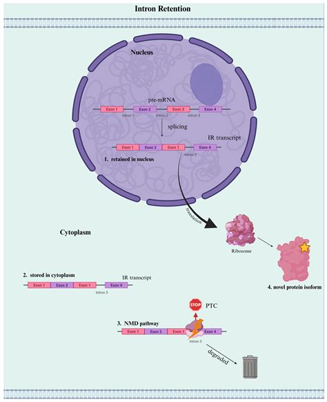 Intron 的图像结果