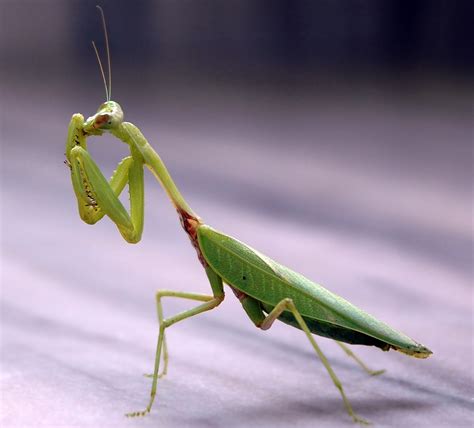 Are Praying Mantises Endangered? Pests Or Pet? – Pet Brilliant.com