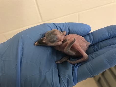 One of the World’s Most Endangered Species Was Just Born in Virginia - Washingtonian