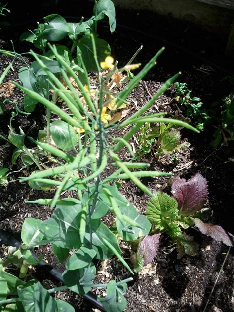 Health benefits of Bok choy - Health Benefits