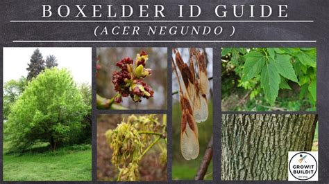 Image result for Maple Tree Identification