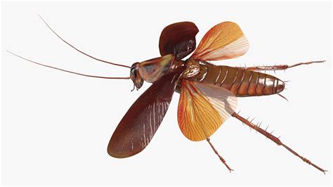 Flying Cockroach Rigged for Maya 3D | 3D Molier International
