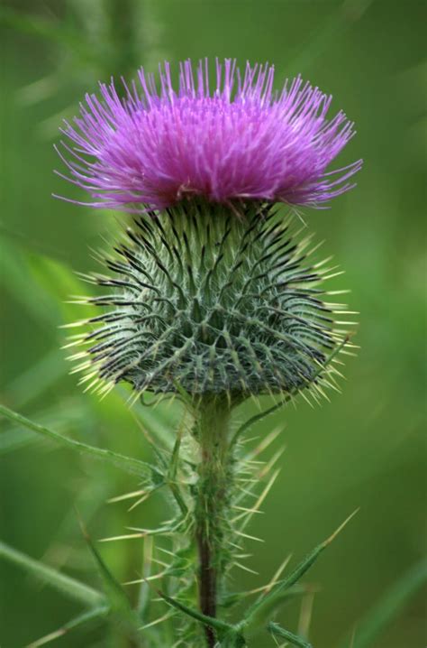Beautiful Scottish Thistle | Scottish flowers, Flowers, Plants