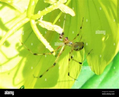 Comb-footed Spiders (Theridiidae Stock Photo - Alamy