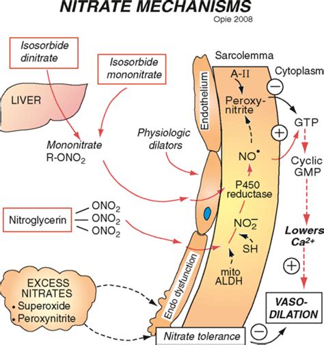 Figure 2-4 from /Nitrates and Newer Antianginals/The Nature of Angina ...