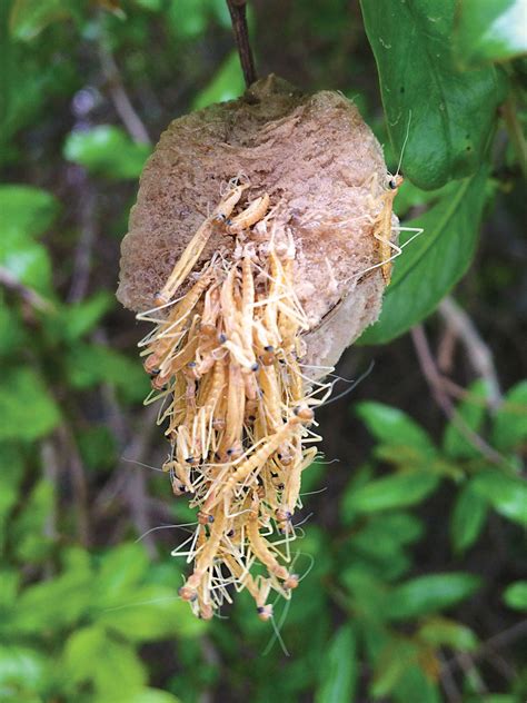 Praying Mantis Egg Cases - Carnivorous General Predator – NaturesGoodGuys