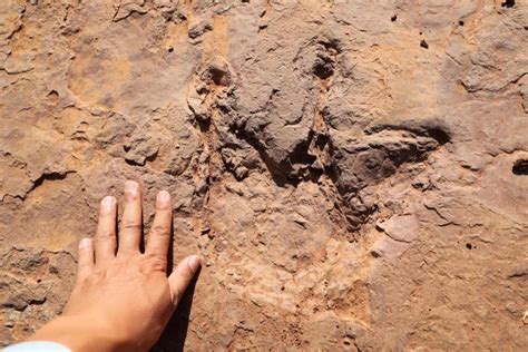 福建首次发现8000万年前恐龙足迹