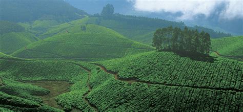 Munnar Thekkady