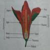 Sexual Reproduction in Flowering PlantsExplain Each parts step by step ...