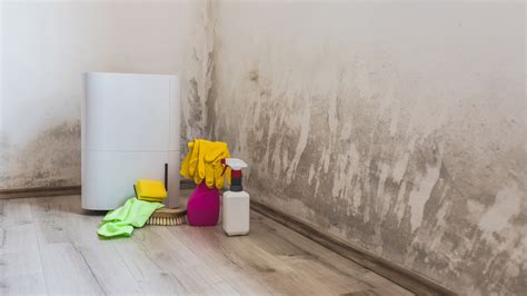 Do dehumidifiers help with mold? | Live Science