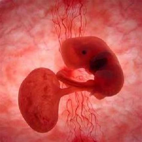 生命形成過程：胎兒每周發育的樣子 - 每日頭條