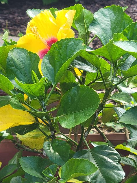 White powder on hibiscus & yellow leaves.anyone know how to treat. I ...