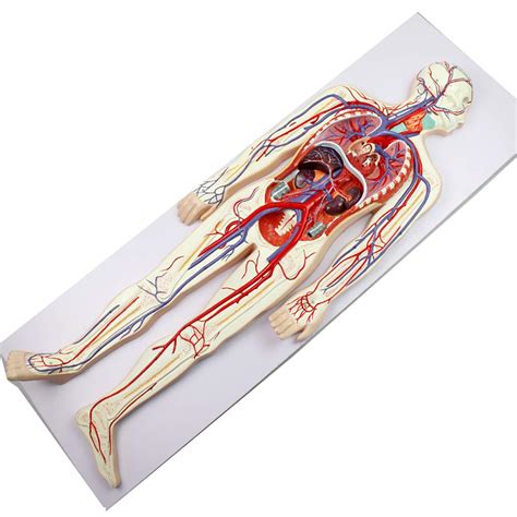 Buy ZXQ Human Anatomical Model Blood Circulation Model Heart Can Be ...