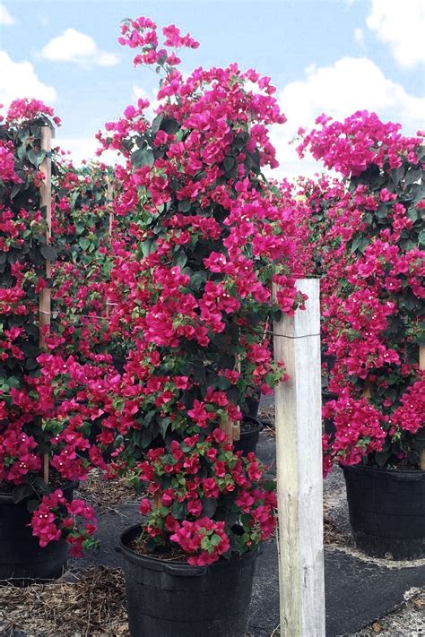 Bright-coloured climbing Bougainvillea is extremely popular among ...