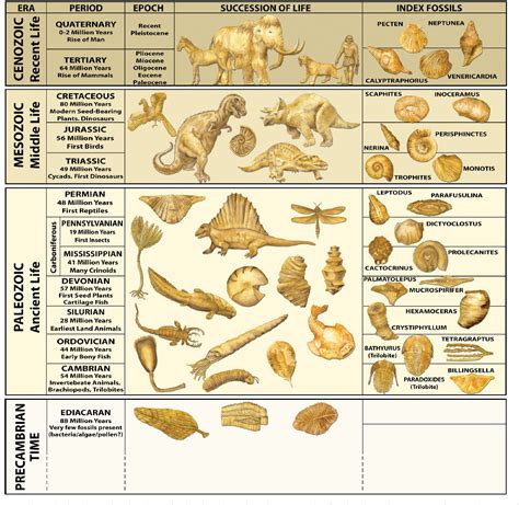 Index Fossil Chart