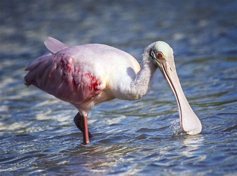 15 Unbelievable Birds With Big Beaks