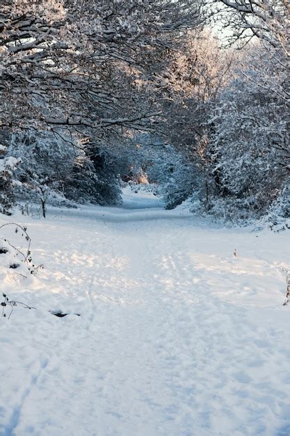 Snow covered field | Premium Photo