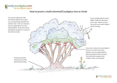 How To Prune A Large Eucalyptus Tree at Jai Patrick blog