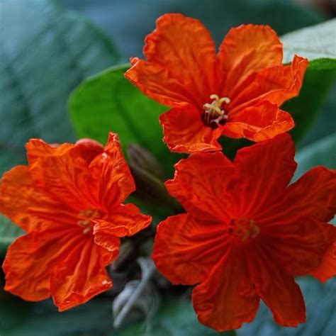 Cordia Sebestena Geiger Tree Plant