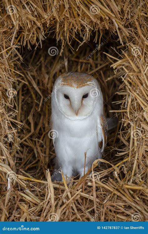 European Barn Owl Tyto Alba in Completely Natural Habitat Stock Image ...