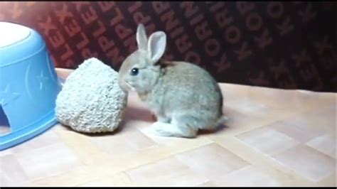 Feeding Live Animals to Python's 的图像结果