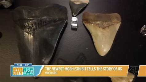 The Mosh's new exhibit tells the story of collecting