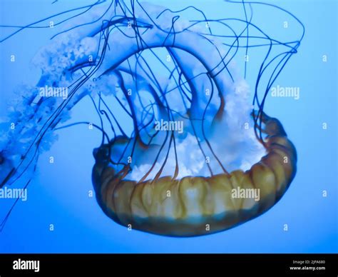 Sea Nettles at the Steinhart Aquarium, California Academy of Sciences ...