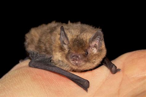 Batty for Bats! Night Stalk and Habitat Building Workshop, Soldiers ...