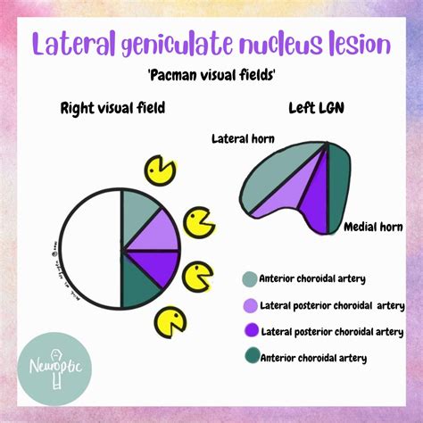 Lateral Geniculate Visual Field