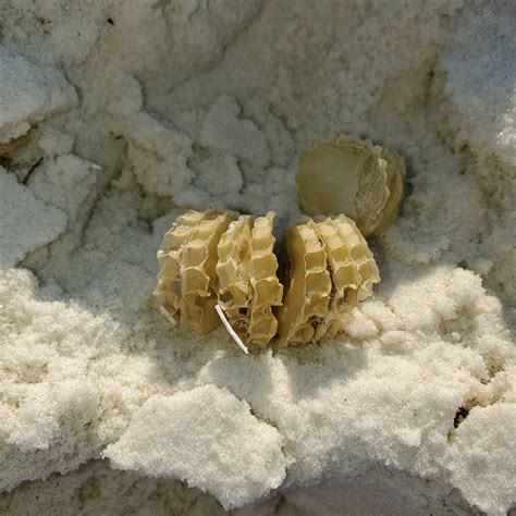 Weekly “What is it?”: Whelk Egg Cases - UF/IFAS Extension Escambia County