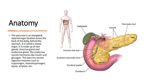 Why Is Called Pancreas A Mixed Gland