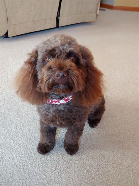 Image result for Cockapoo Groom