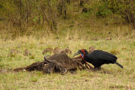 Southern Ground Hornbill