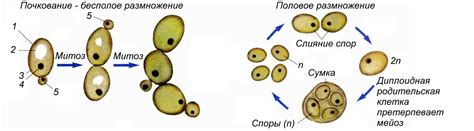 Грибы, лишайники
