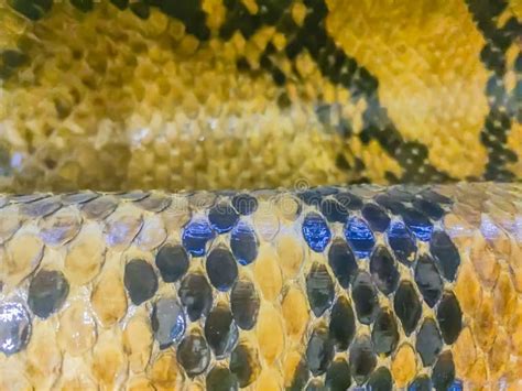 Image result for Python Snake Teeth