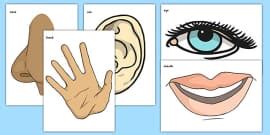 Hands Display Cut Outs