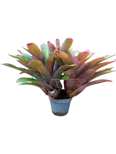 Neoregelia spectabilis - Win Garden & Home
