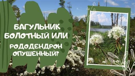 Багульник болотный