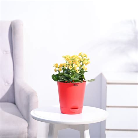Buy Kalanchoe Plant - Yellow – Ugaoo