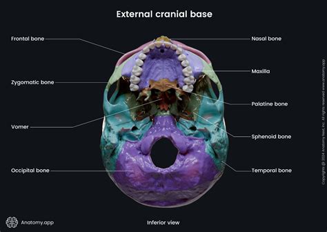 Skull | Encyclopedia | Anatomy.app | Learn anatomy | 3D models ...