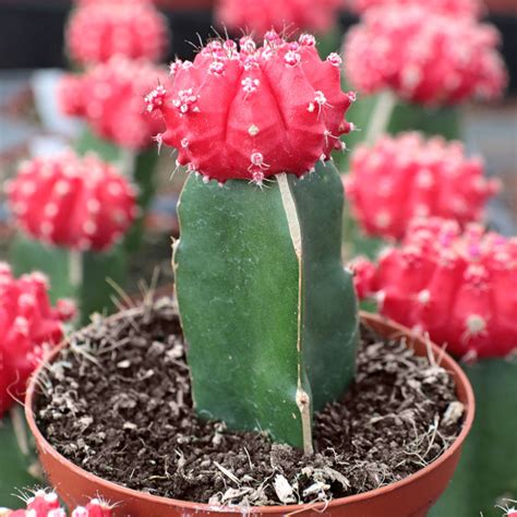 Gymnocalycium mihanovichii - Grafted Moon Cactus [red] | MCG™