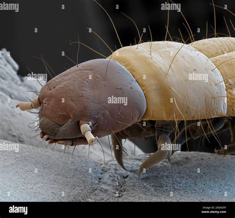 Flour beetle larva. Coloured scanning electron micrograph (SEM) of the ...