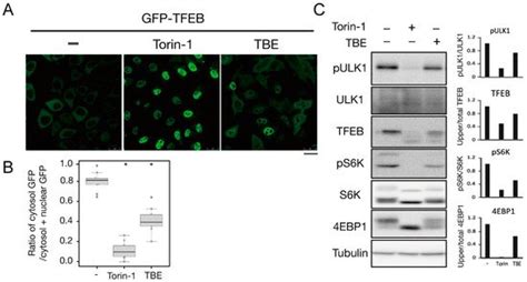 Quercetin Induse Aggrephagy | Encyclopedia MDPI