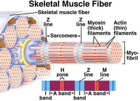 Image result for Z-Line Muscle Cell